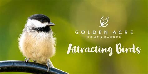 Birding: Attracting Backyard Friends – Golden Acre Home & Garden