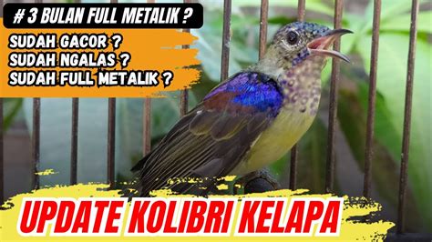 KOLIBRI KELAPA IJOAN SETELAH DI RAWAT 3 BULAN APAKAH SUDAH FULL METALIK