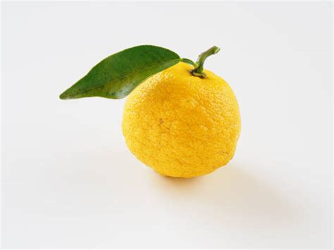 2,200+ Yuzu Plant Stock Photos, Pictures & Royalty-Free Images - iStock