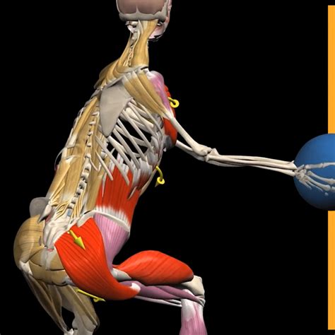 Functional Training Anatomy Online Course To Become A Better Coach!