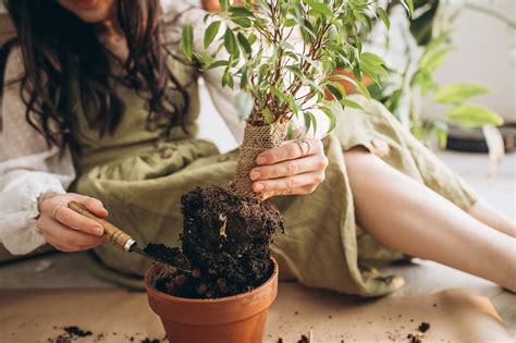 Delman Perfeito Para O Seu Viver Como Cultivar Plantas Em