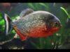 Red Bellied Piranha Serrasalmus Nattereri Sims Tropical Fish