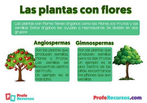 La clasificación de las plantas Ciencias Naturales