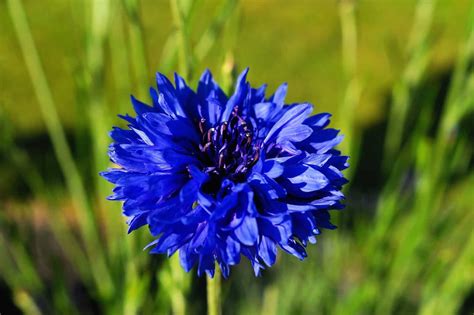 Cornflower Symbolism & Flower Meaning (Patience & Romance)