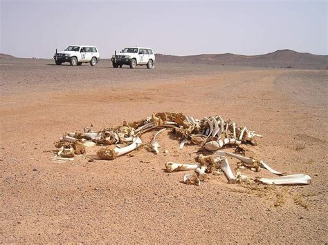 Sahara Occidental Otro Planeta Semanario Contexto