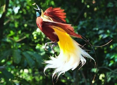 Discovering The Most Stunning Birds On Earth Top Avian Wonders