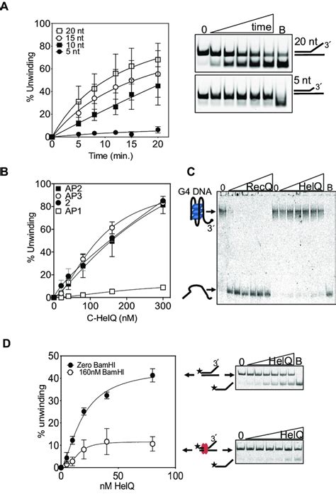 A Effect On HelQ Helicase Activity Of Varying The Length Of Available