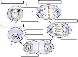 Biology Ipmat Diagram Quizlet