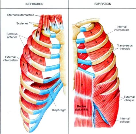 vocal technique learn   intercostal muscles  montreal