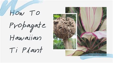 How To Propagate Hawaiian Ti Plant