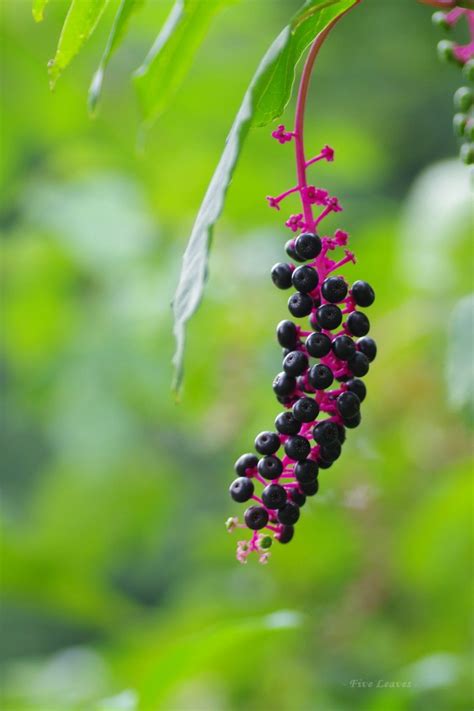 Foraging For Elderberries Elderflowers Identification Look Alikes Uses Artofit