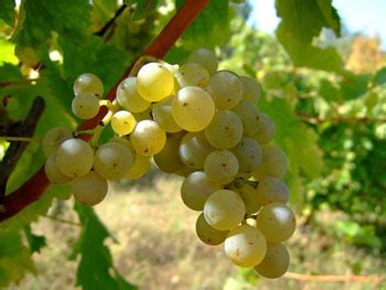 Growing Sauvignon Blanc Wine Grapes – Grapes