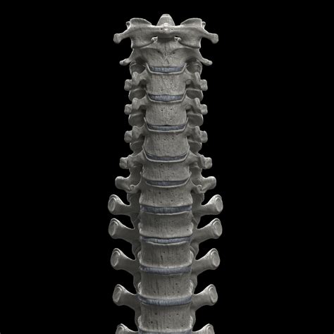 3D model Human Spine - Spine Bones VR / AR / low-poly | CGTrader