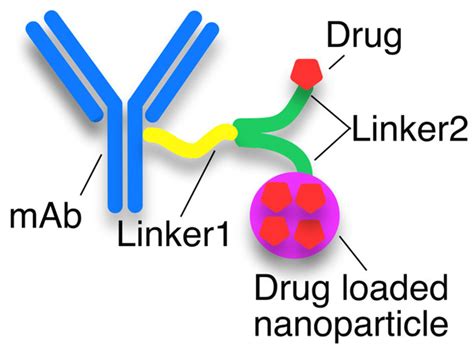 Antibody Drug Conjugate Structure