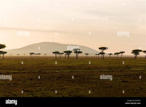 Acacia Trees In Maasai Mara Hi Res Stock Photography And Images Alamy