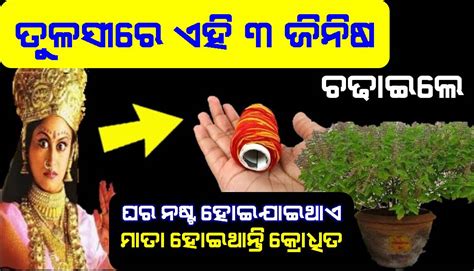 ତୁଳସୀ ପୂଜା ରେ 3 ଜିନିଷ କେବେ ବି ଚଢାନ୍ତୁ ନାହିଁ ମାତା କ୍ରୋଧିତ ହୋଇଯାନ୍ତି ଘର