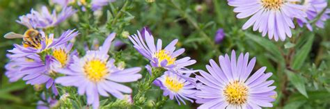 Perennial Asters Mulhalls