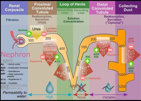 Renal Tubule | Definition , Anatomy & Function