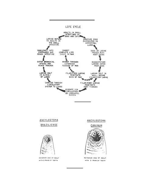 Figure 4-21. Life cycle of Ancylostoma species. - Parasitology II