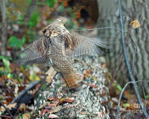 Ruffed Grouse Flight Blur Photograph By Timothy Flanigan