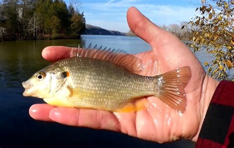 Cold Water Fishing With Nightcrawlers And Trout Fishing Below A Spillway