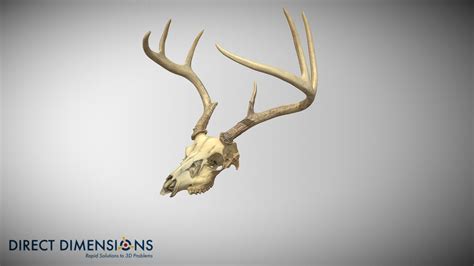 Deer Skull 3d Model By Direct Dimensions Dirdim 2c8dfbb Sketchfab