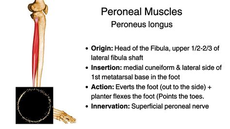 RUNNING WITH PERONEAL TENDONITIS