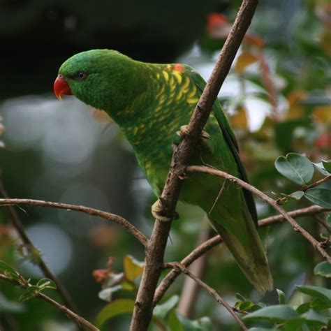 Living Jungle Scaly Breasted Lorikeet