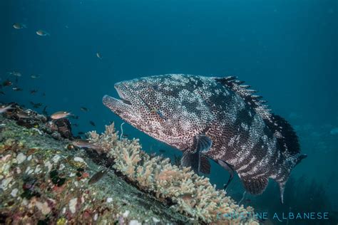 Malabar Grouper At Shark Island Koh Tao Thailand With New Way Diving