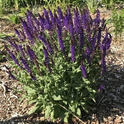 Meadow Sage Salvia Nemorosa Lyrical™ Blues In The Salvias Database