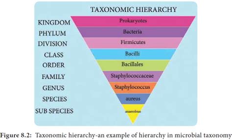 Nomenclature Binomial Nomenclature Meaning And Definition Flexiprep