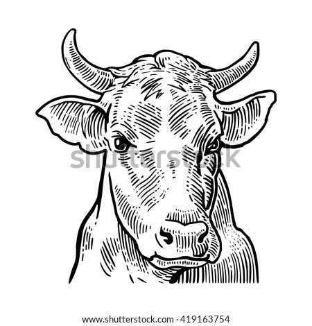 Cows Head Hand Drawn Graphic Style Stock Vector Shutterstock