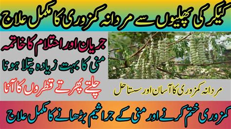 Kikar Ki Phali Ke Fayde Amazing Benefits Of Acacia Seed Keekar