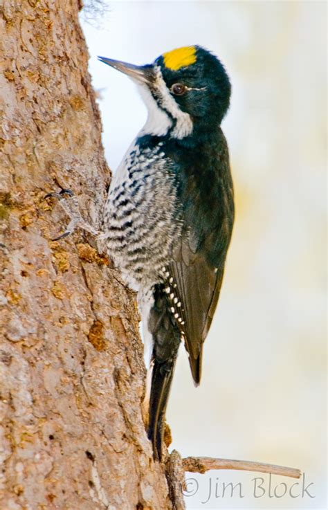 Images tagged "black-backed-woodpecker" - Jim Block Photography