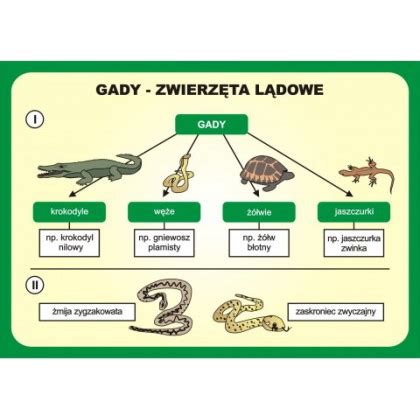 Przyroda Zestaw Plansz W Wersji Drukowanej P Yta Cd Diverti Pl