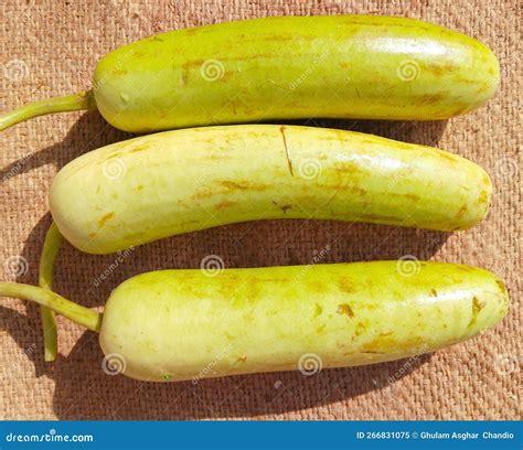 Long Bottle Gourd Squash Green Vine Vegetable Food Long Calabash Gourds Lambi Lauki Doodhi