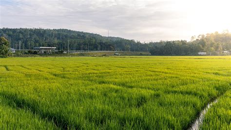 Sawah Tanah Pertanian Matahari Foto Gratis Di Pixabay Pixabay