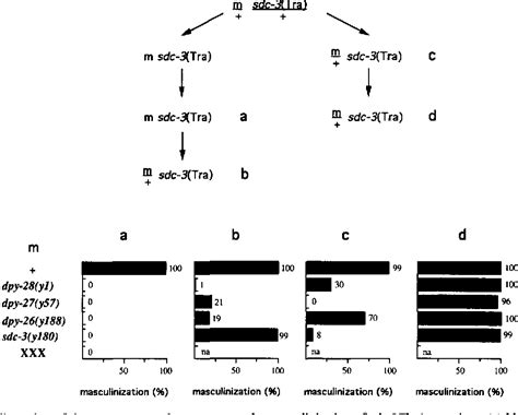 Figure 1 From Feedback Control Of Sex Determination By Dosage