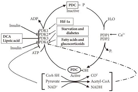 Regulation of the pyruvate dehydrogenase complex (PDC) and its kinases ...