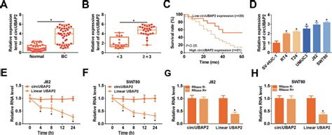 Circular Rna Ubiquitin Associated Protein Silencing Suppresses