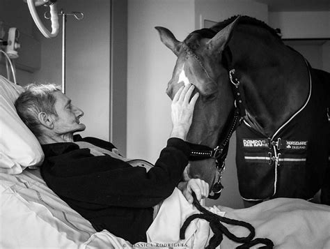 Peyo Le Cheval Qui Rend Visite Lh Pital