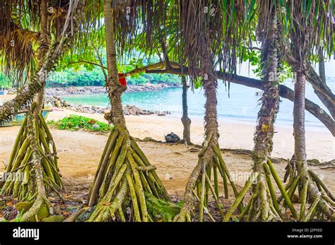 The View On The Coast Of Jungle Beach Through The Palms Roots