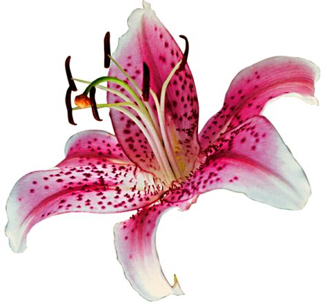 Stargazer lily clipart - Clipground