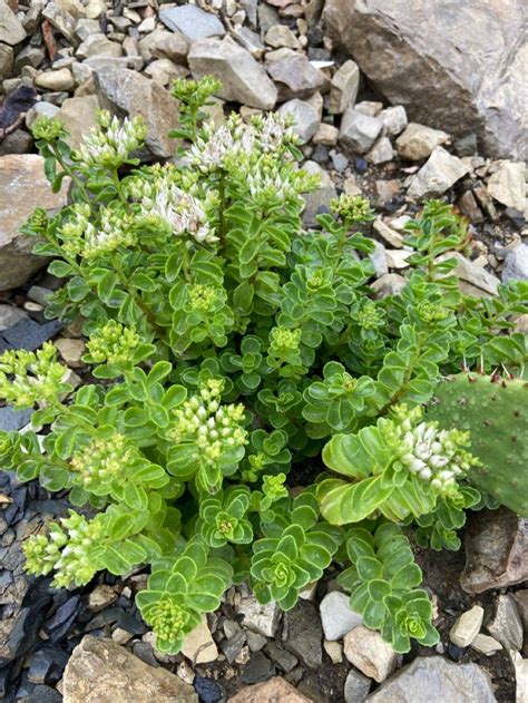 Sedum varieties | Rainbow garden, Garden, Plants