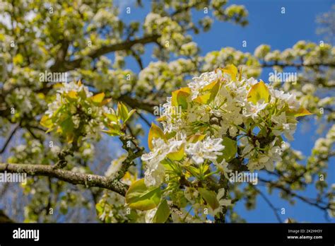 Close Up Of Flowering Pyrus Pyrifolia Branches Common Names Apple Pear