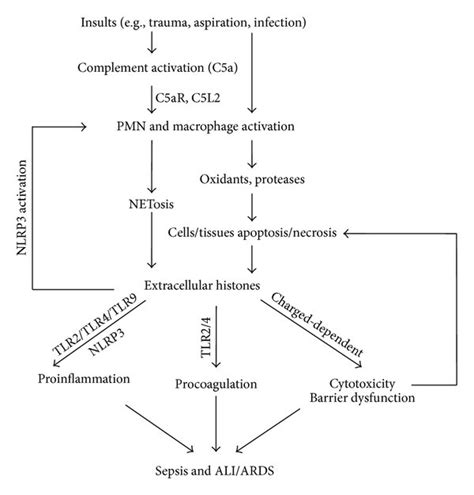 Proposed Mechanisms Of Extracellular Histones In The Development Of