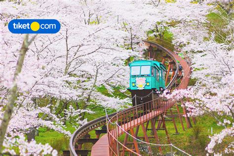 Pemandangan Taman Bunga Sakura - 13 Tempat Terbaik Untuk Melihat Bunga Sakura Di Jepang Wisata ...