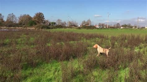 Bracco Italiano Di Anzio Calliope DFA Ferma Il Suo Primo Frulino YouTube