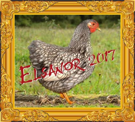 Poule Wyandotte Naine Argent Liser Bleu Ilovia S Farm