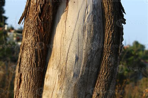 Color and texture of tree bark 9215481 Stock Photo at Vecteezy